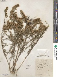 Symphyotrichum ericoides image