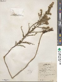 Symphyotrichum ericoides image