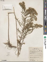 Symphyotrichum ericoides image