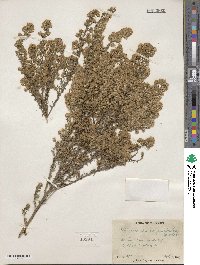 Symphyotrichum ericoides image