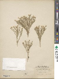 Symphyotrichum ericoides image