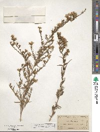 Symphyotrichum ericoides image