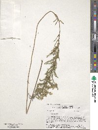 Symphyotrichum ericoides image