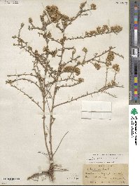 Symphyotrichum ericoides image