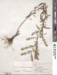 Symphyotrichum ericoides image