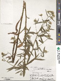 Symphyotrichum bracteolatum image