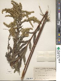 Solidago gigantea image