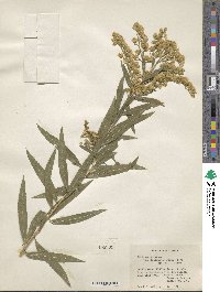 Solidago gigantea image