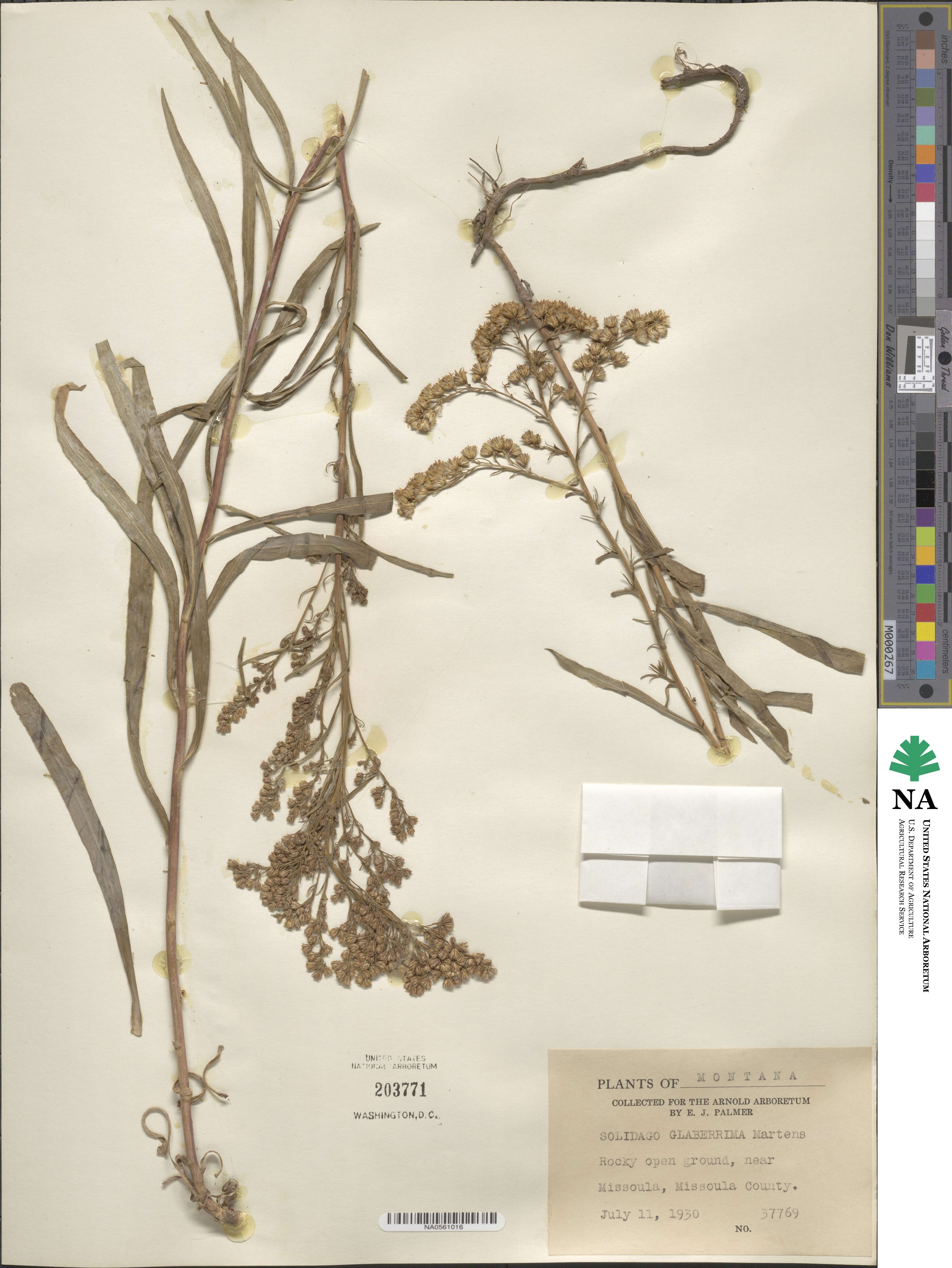 Solidago missouriensis image