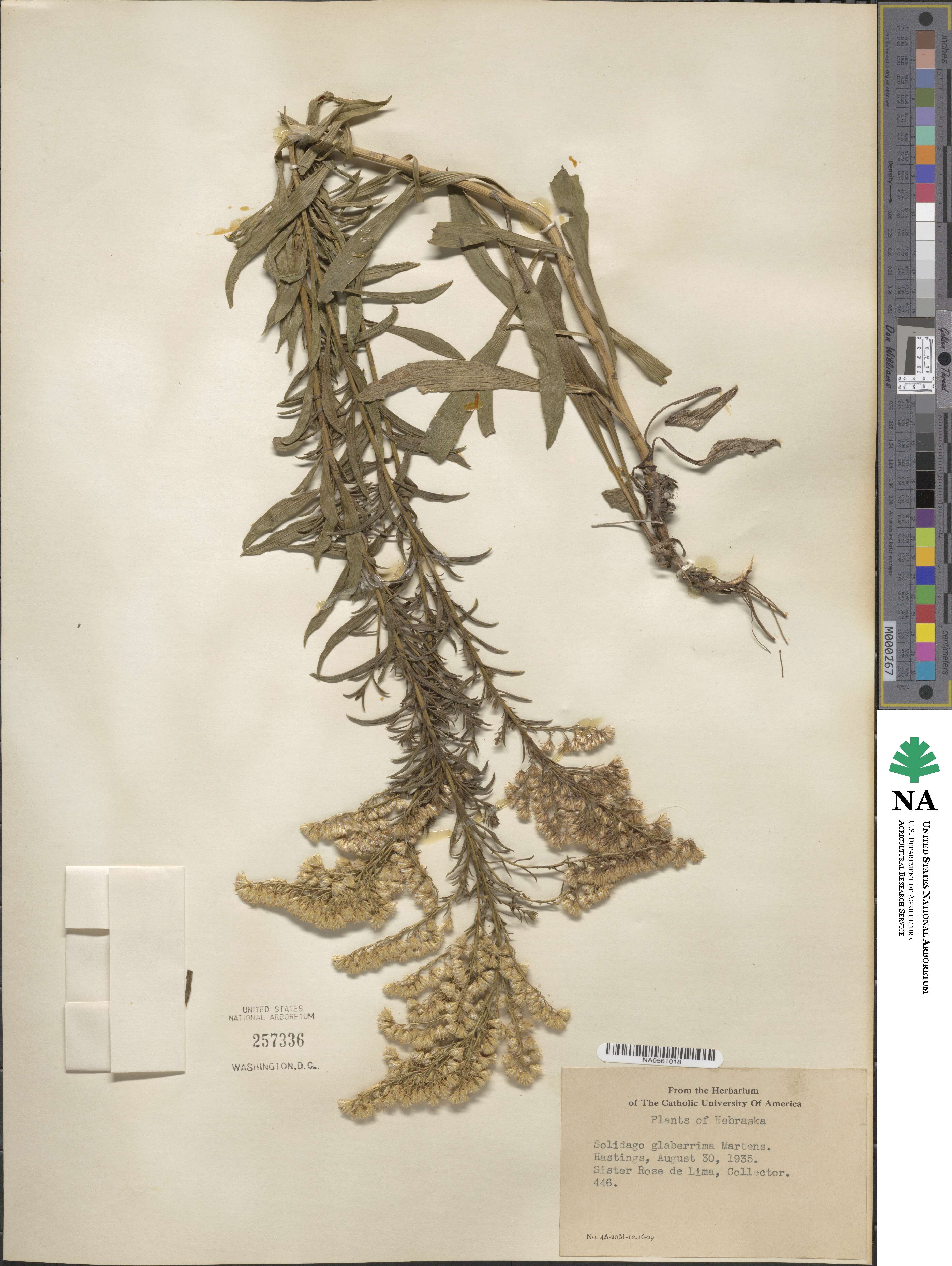 Solidago missouriensis image