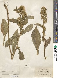 Solidago glomerata image