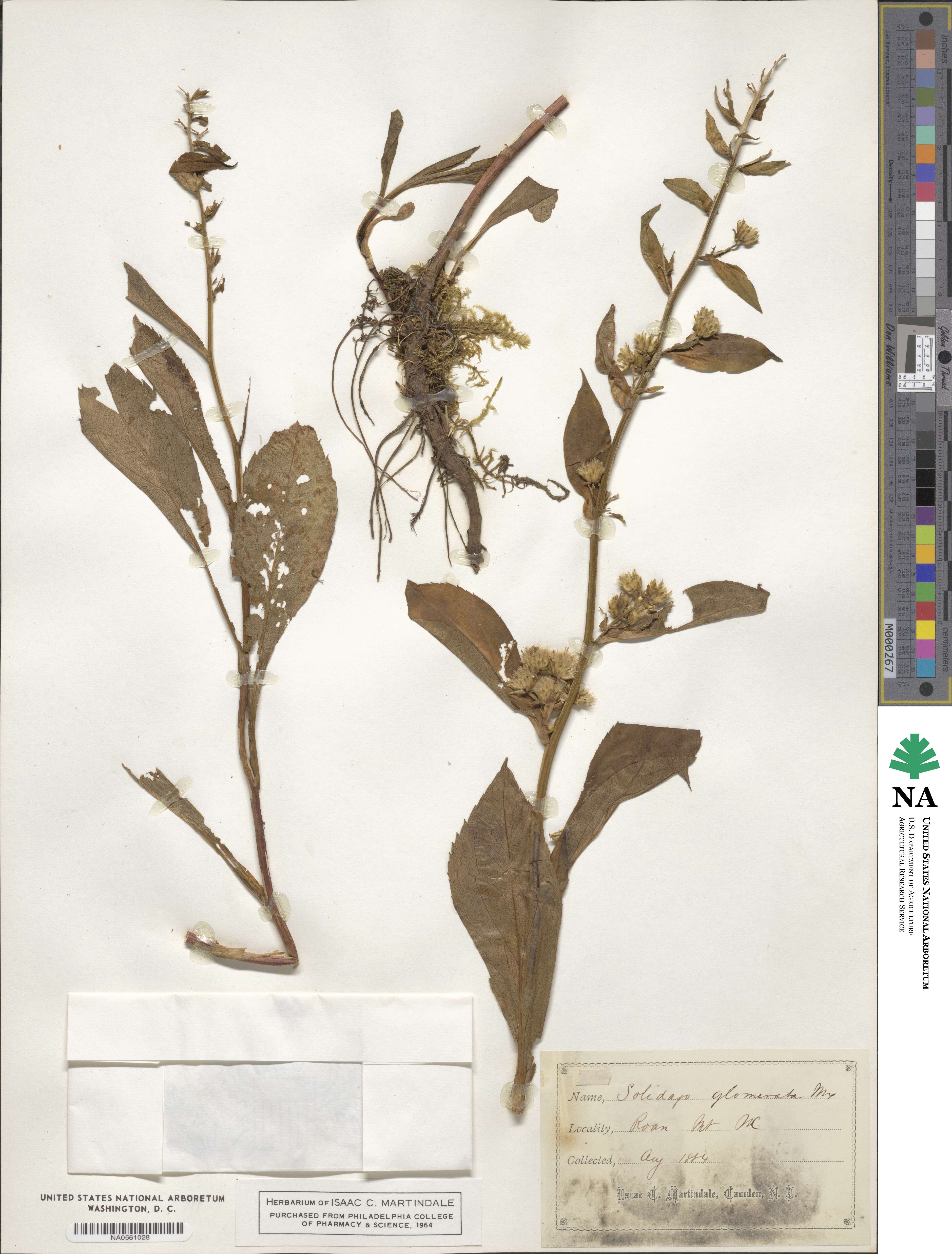 Solidago glomerata image