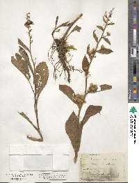 Solidago glomerata image