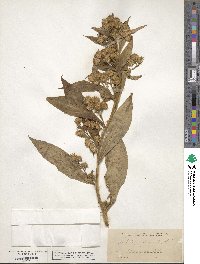 Solidago glomerata image