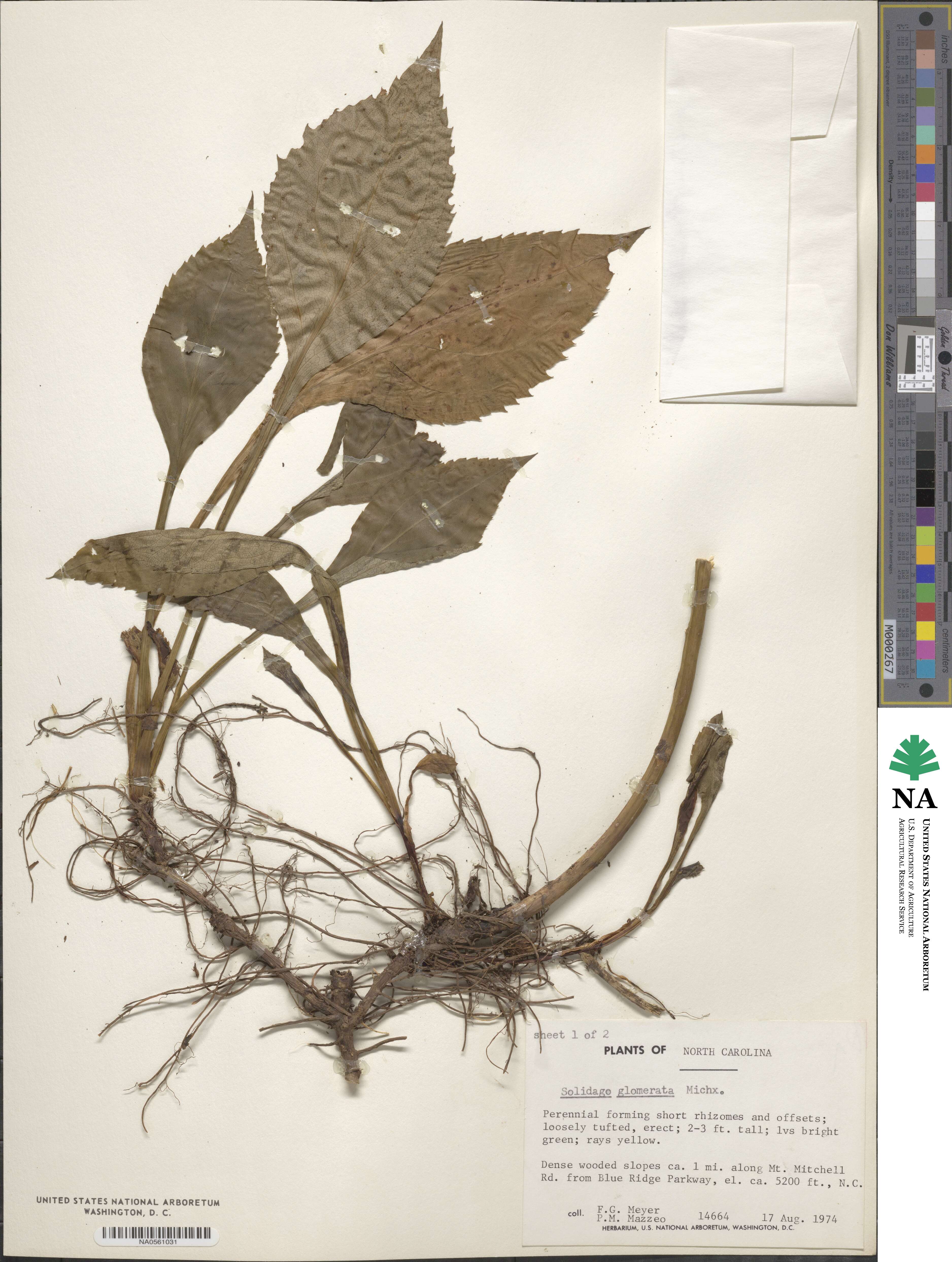 Solidago glomerata image