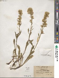 Solidago glutinosa image