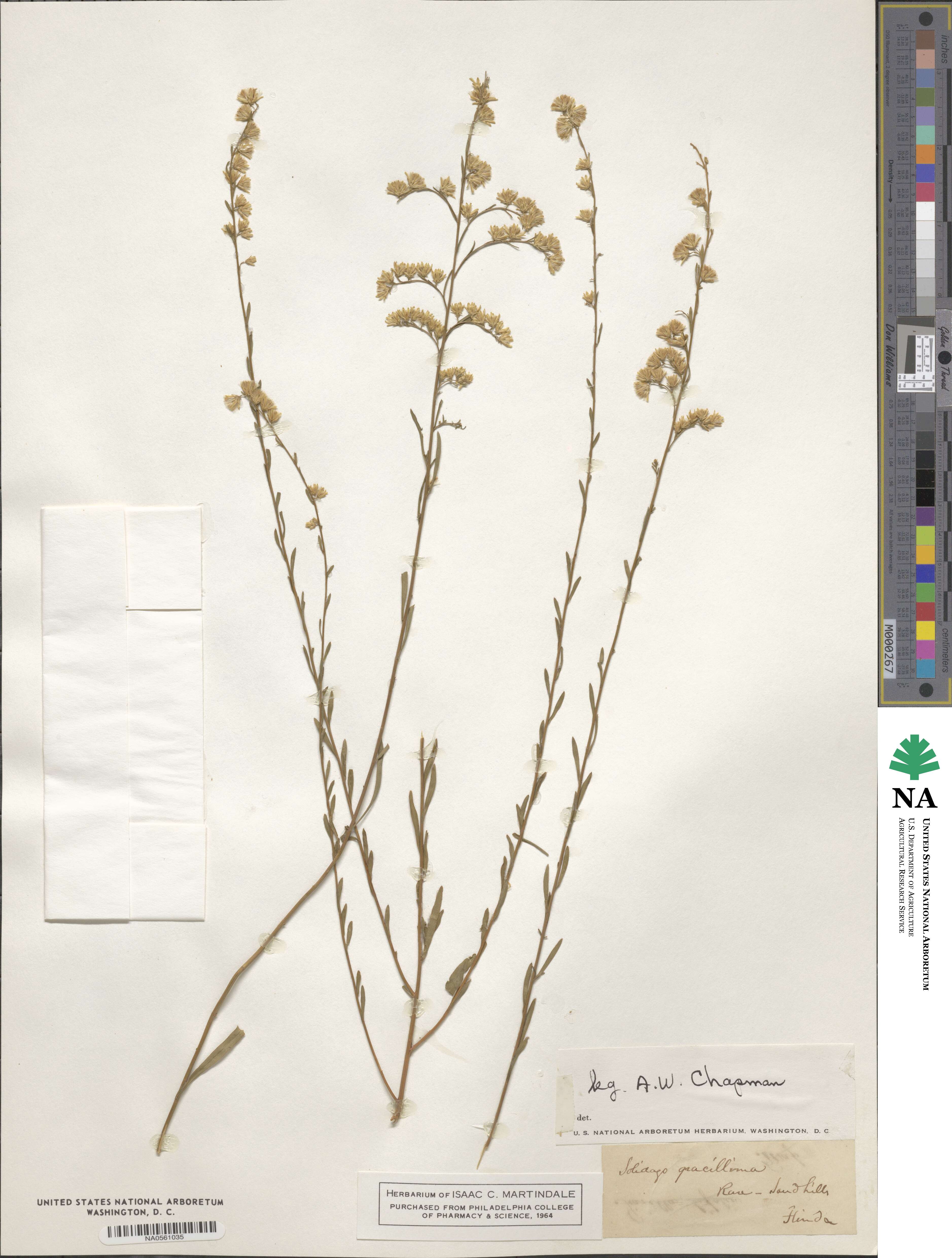 Solidago gracillima image