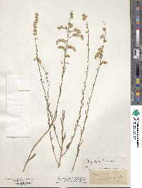 Image of Solidago gracillima