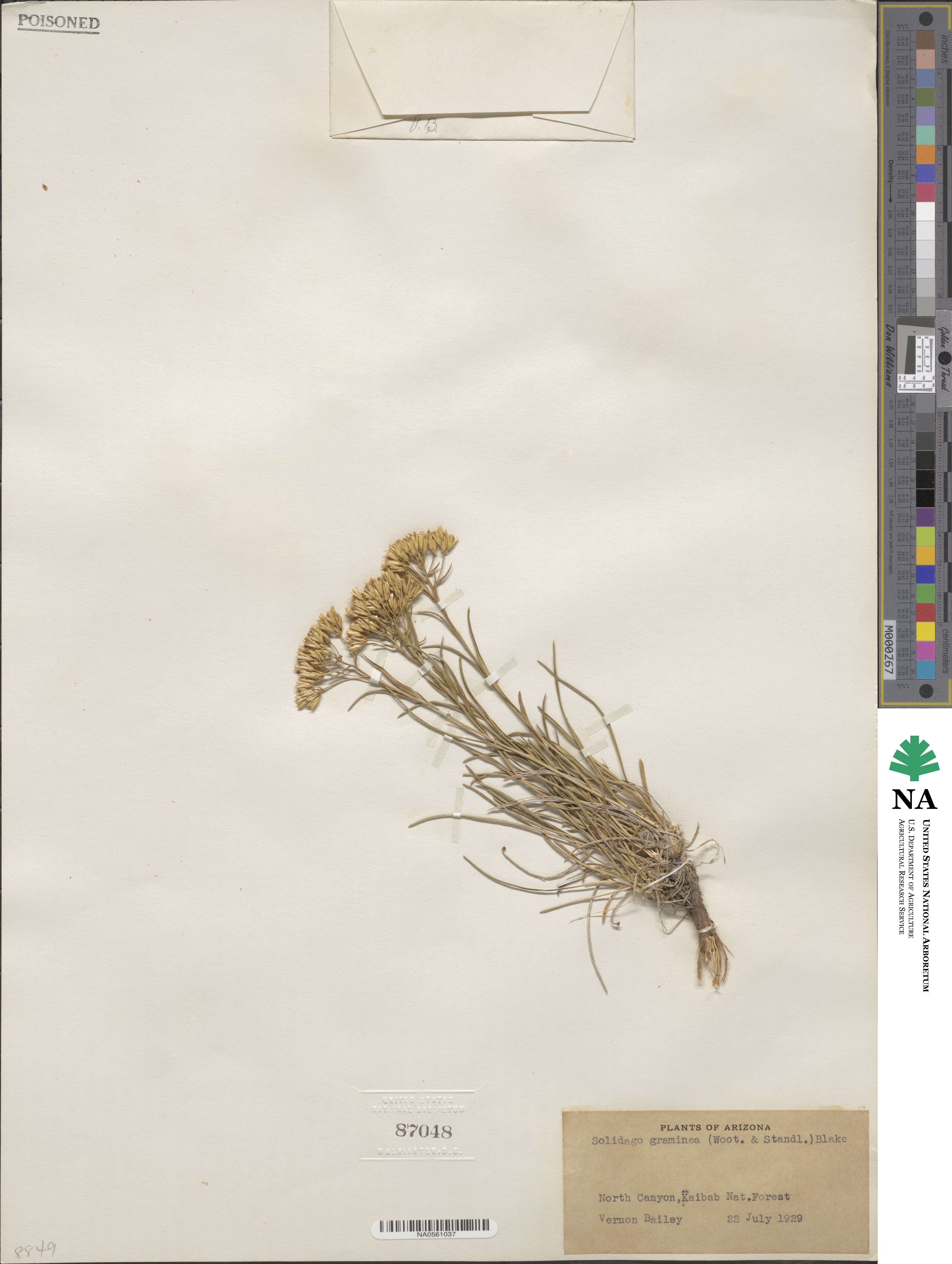 Petradoria pumila var. graminea image