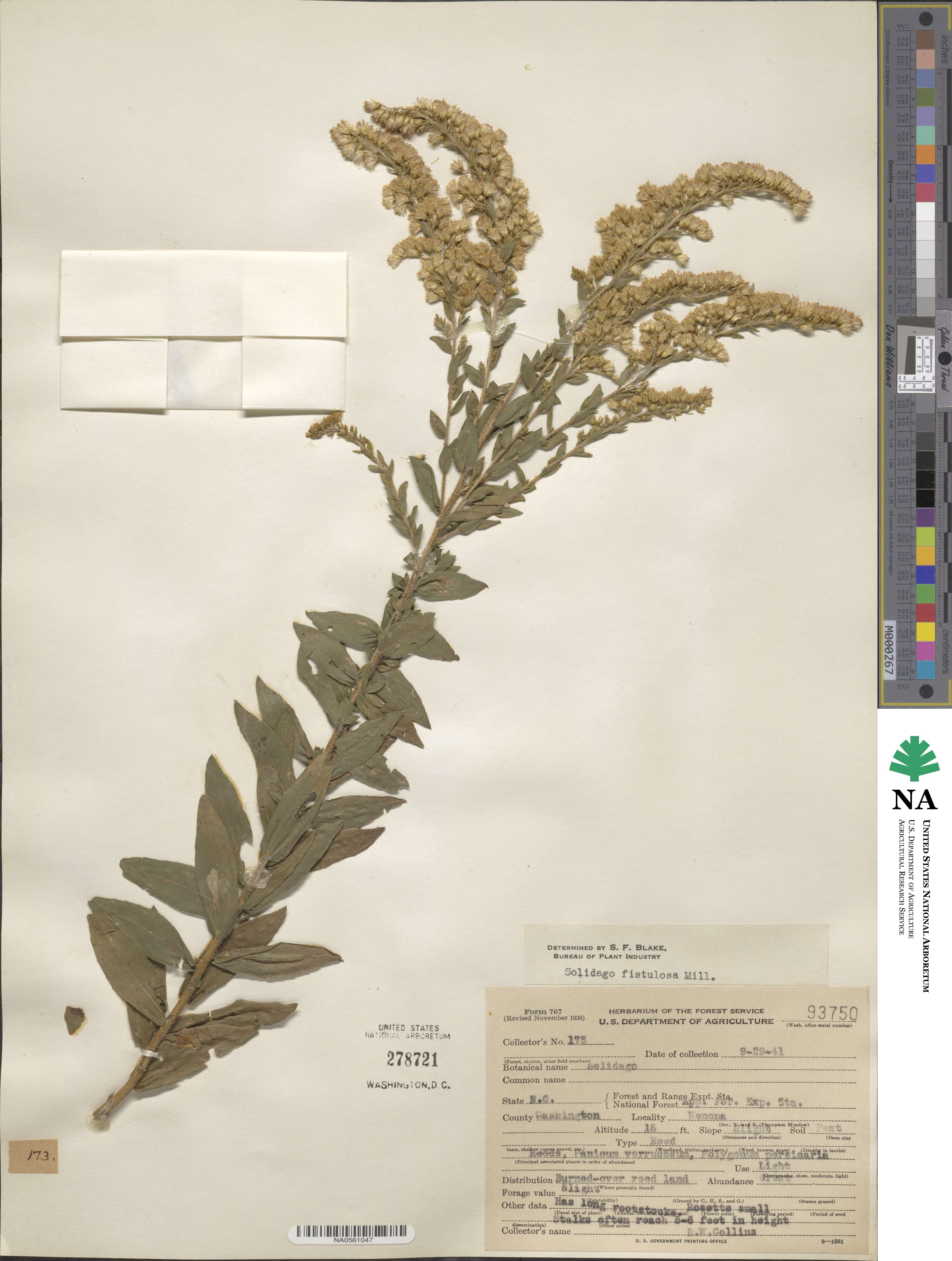 Solidago fistulosa image