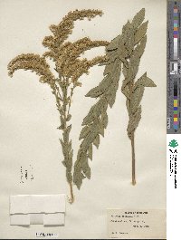 Solidago fistulosa image