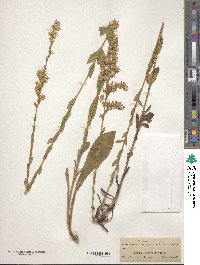 Solidago stricta image