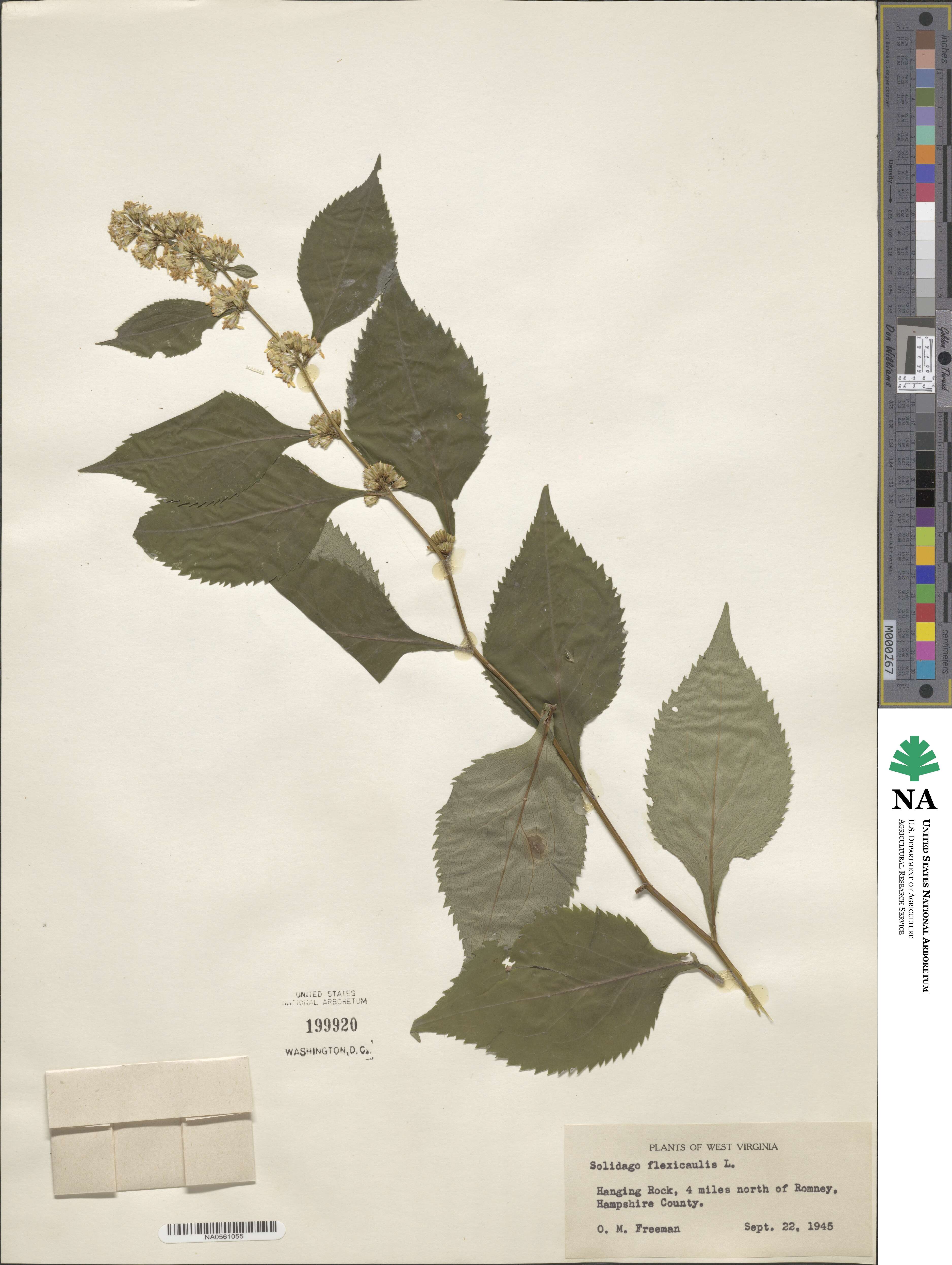 Solidago flexicaulis image