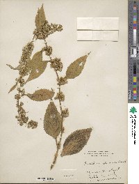 Solidago flexicaulis image