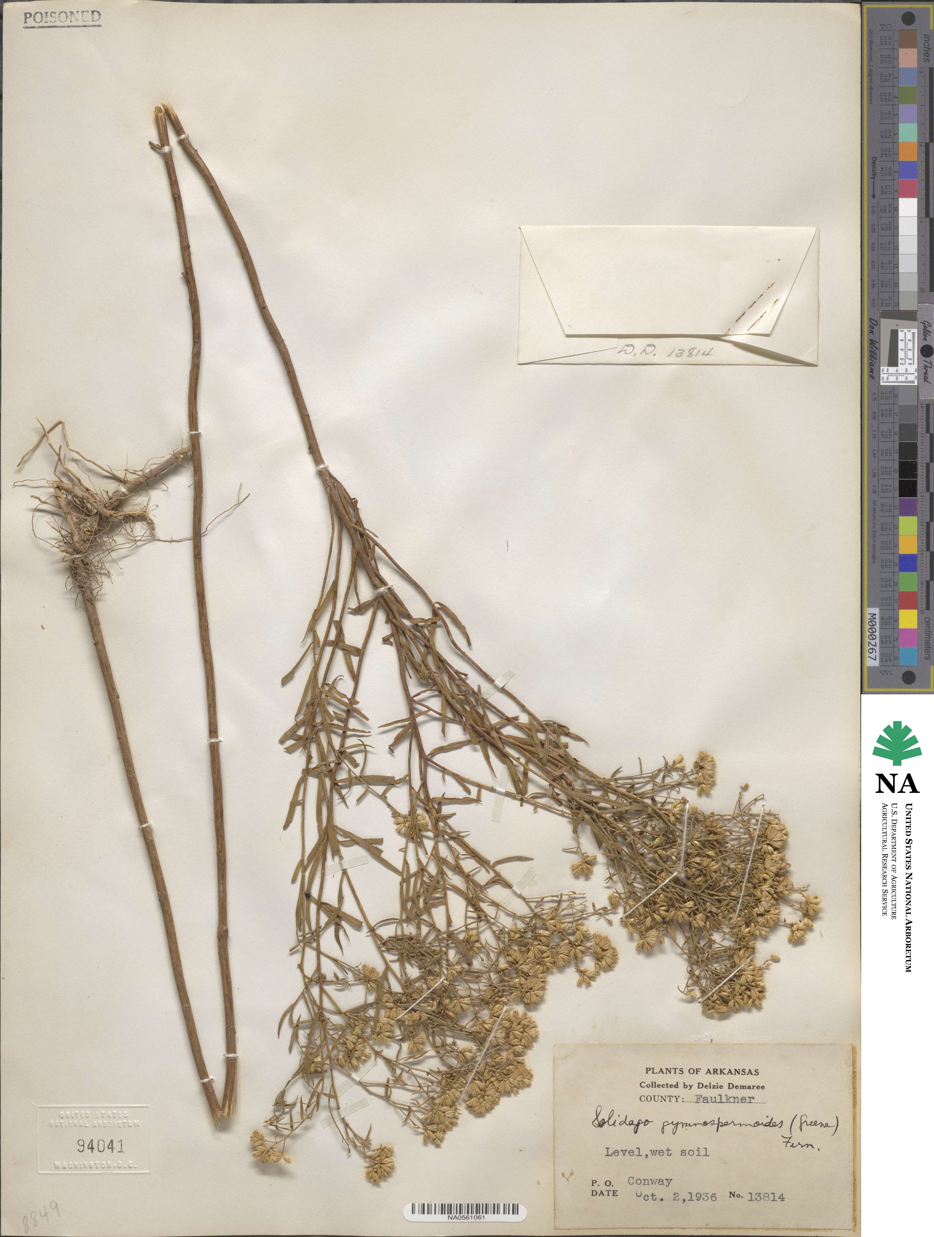 Euthamia gymnospermoides image
