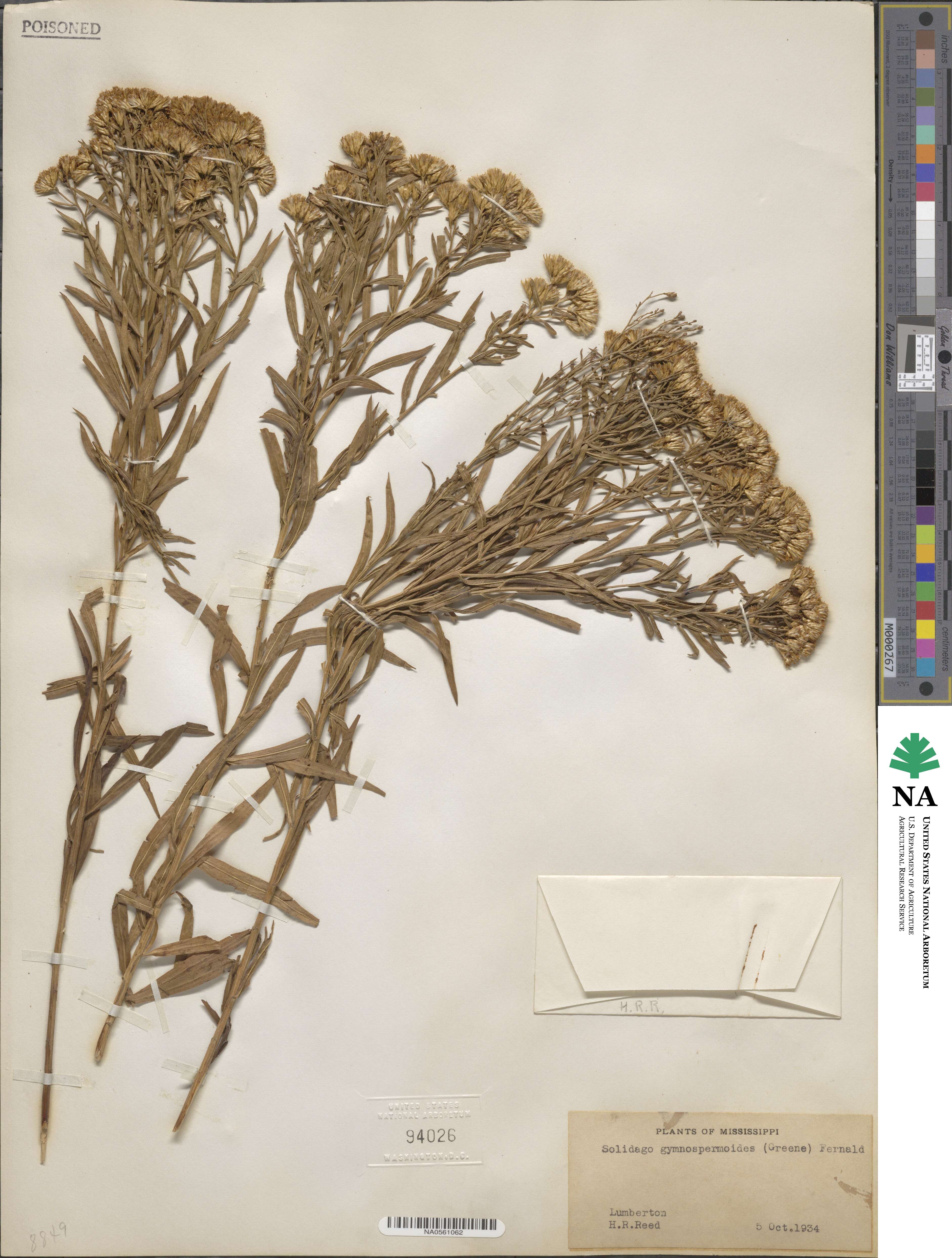 Euthamia gymnospermoides image