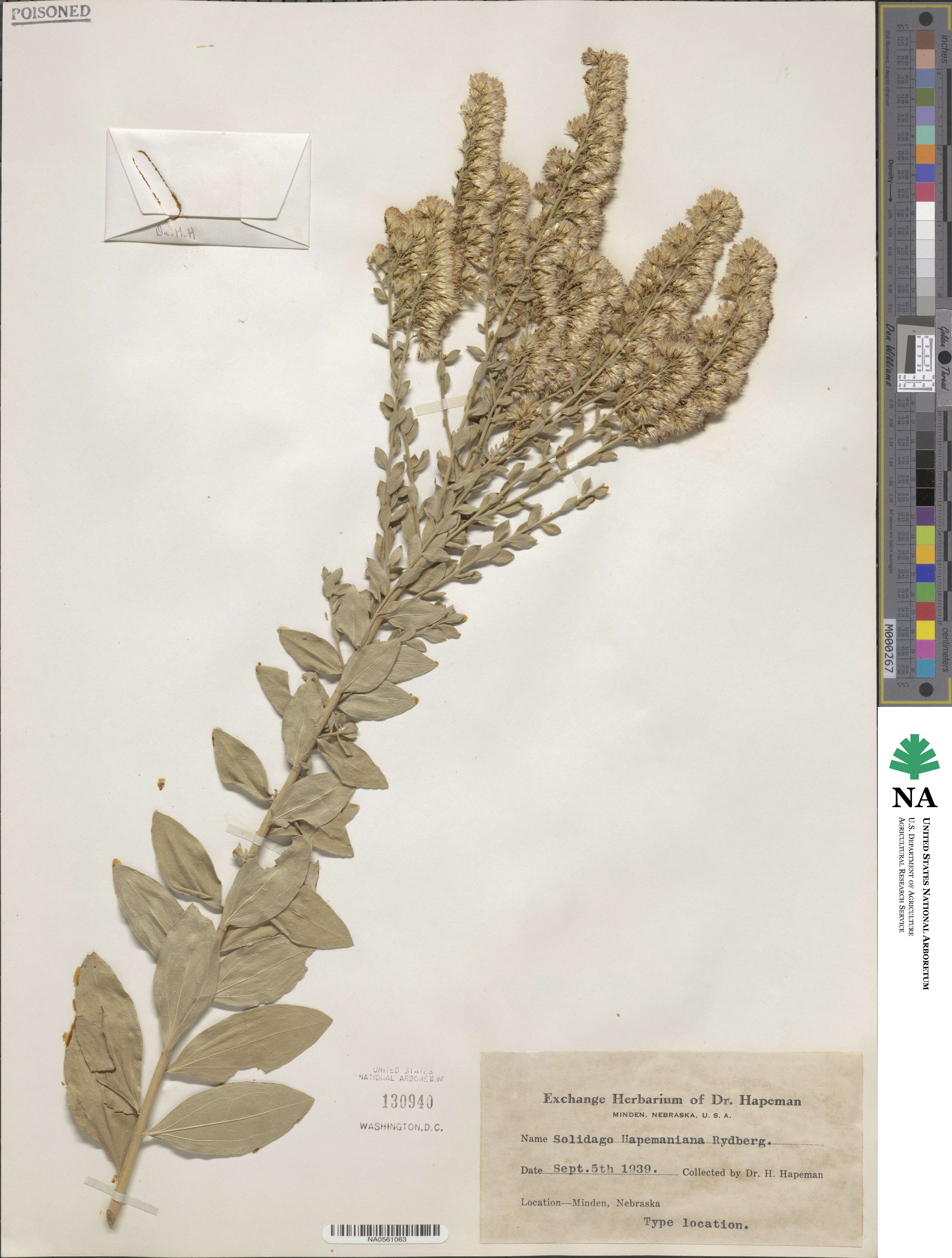 Solidago missouriensis image