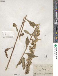 Solidago hispida image