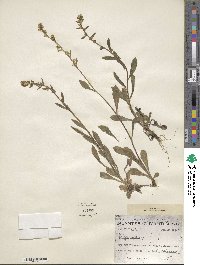 Solidago hispida image