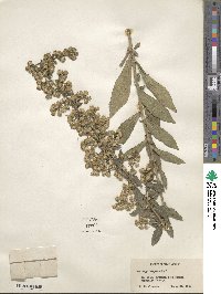 Solidago hispida image