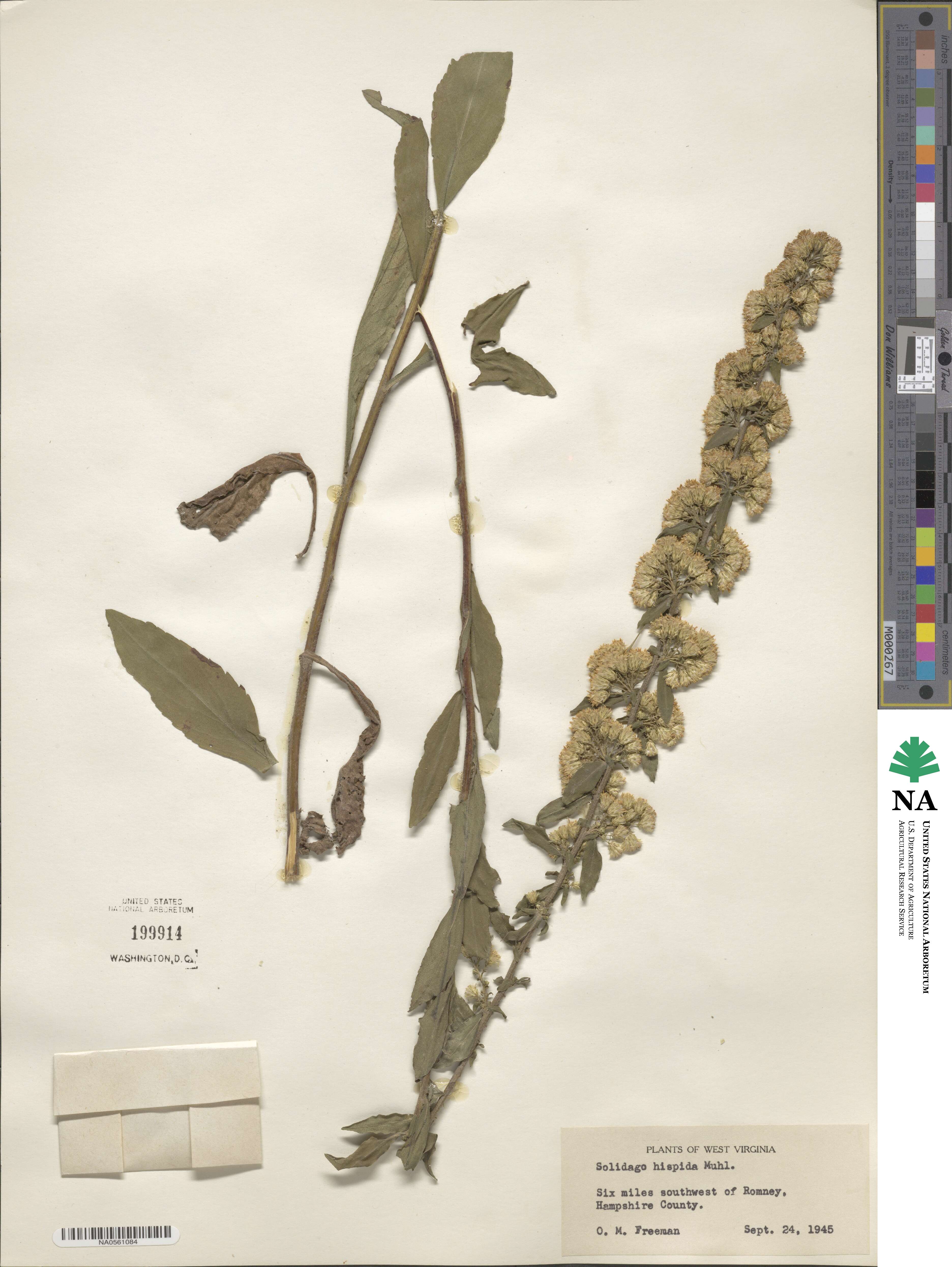 Solidago hispida image