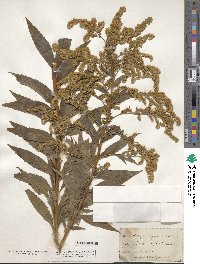 Solidago gigantea image