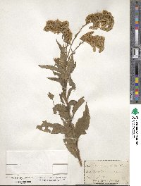 Solidago gigantea image