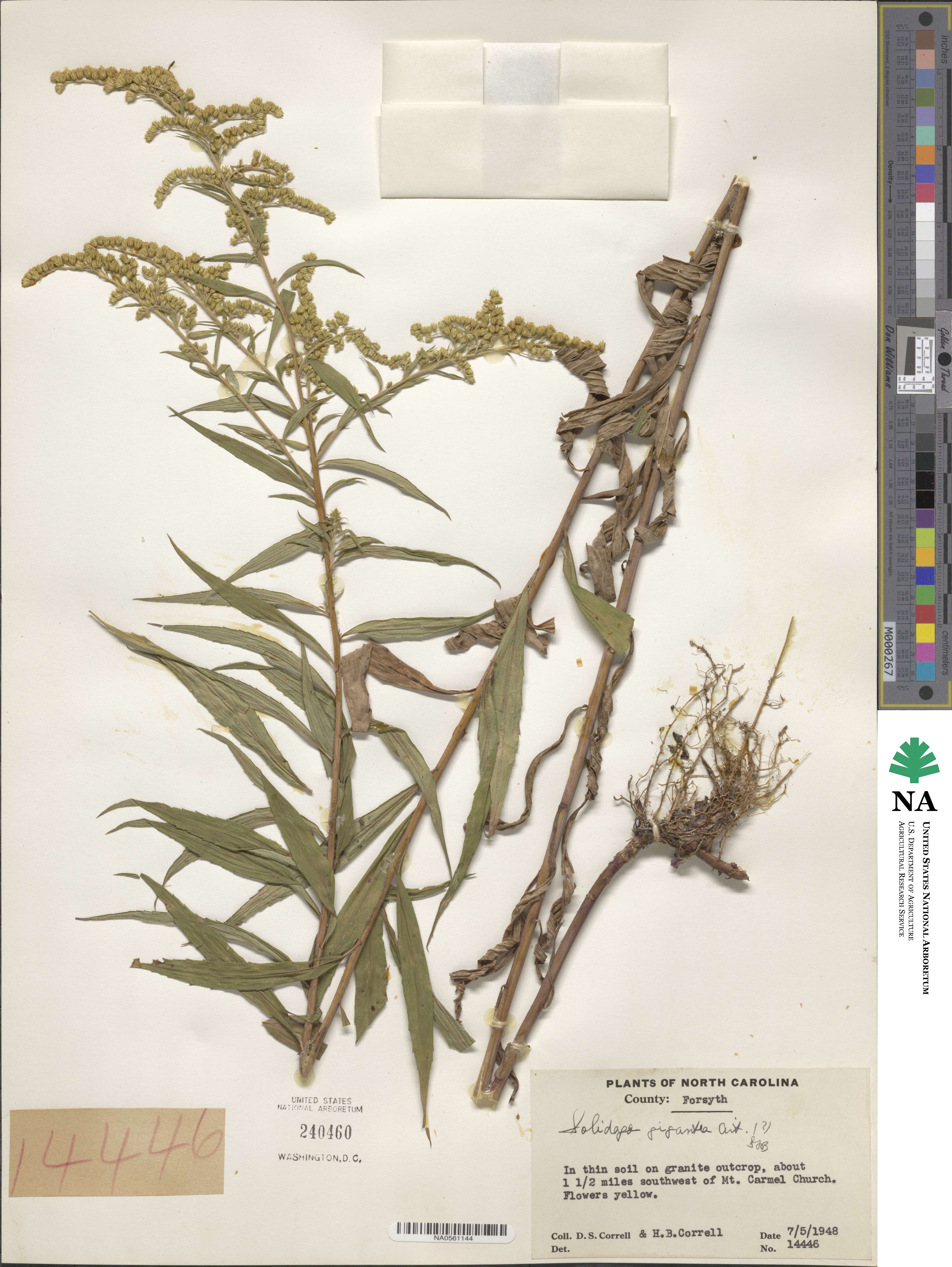 Solidago gigantea image