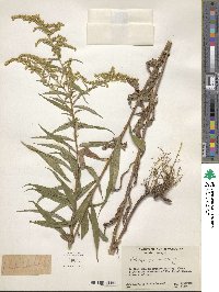 Solidago gigantea image