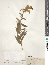 Solidago gigantea image