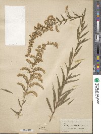 Solidago leavenworthii image