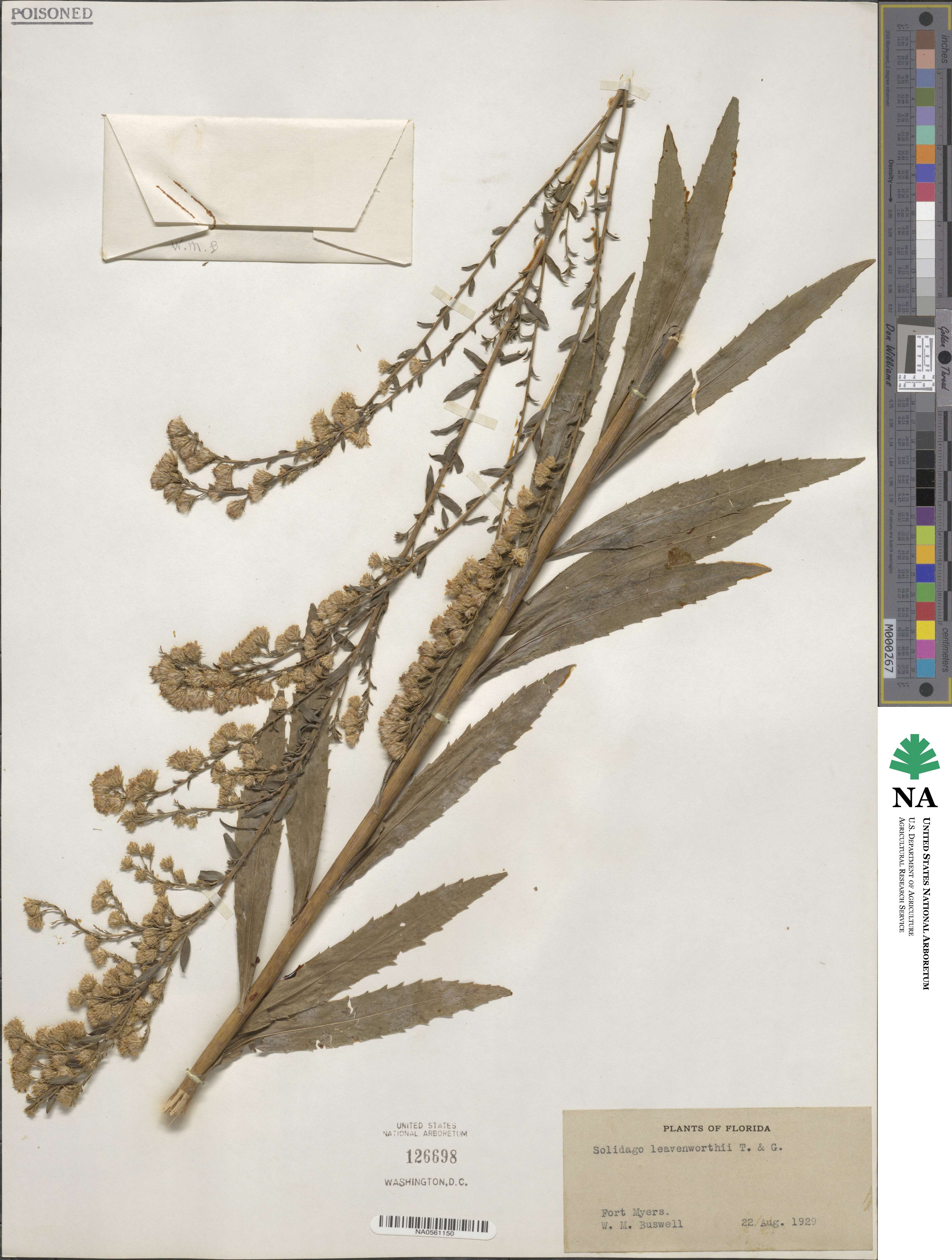 Solidago leavenworthii image