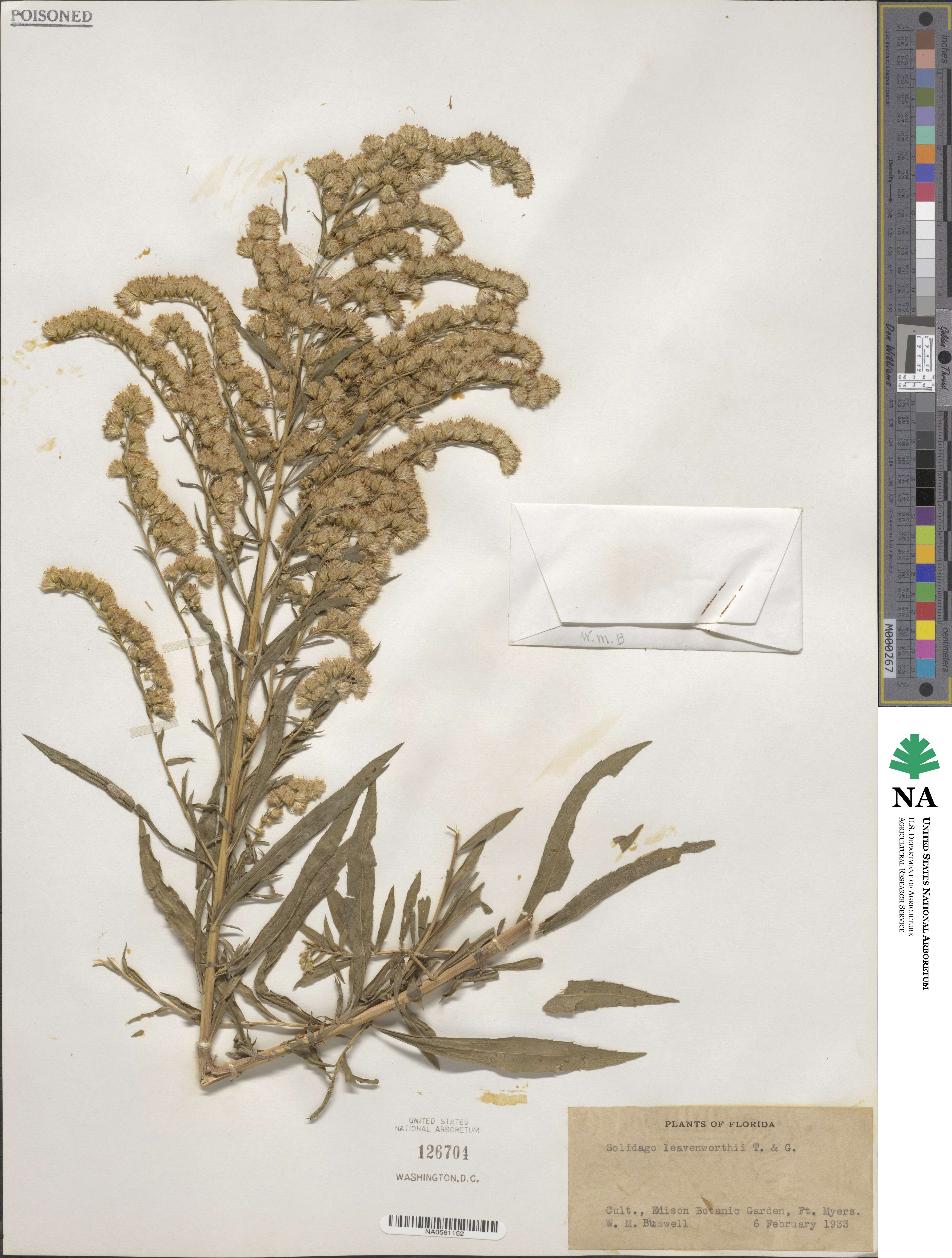 Solidago leavenworthii image