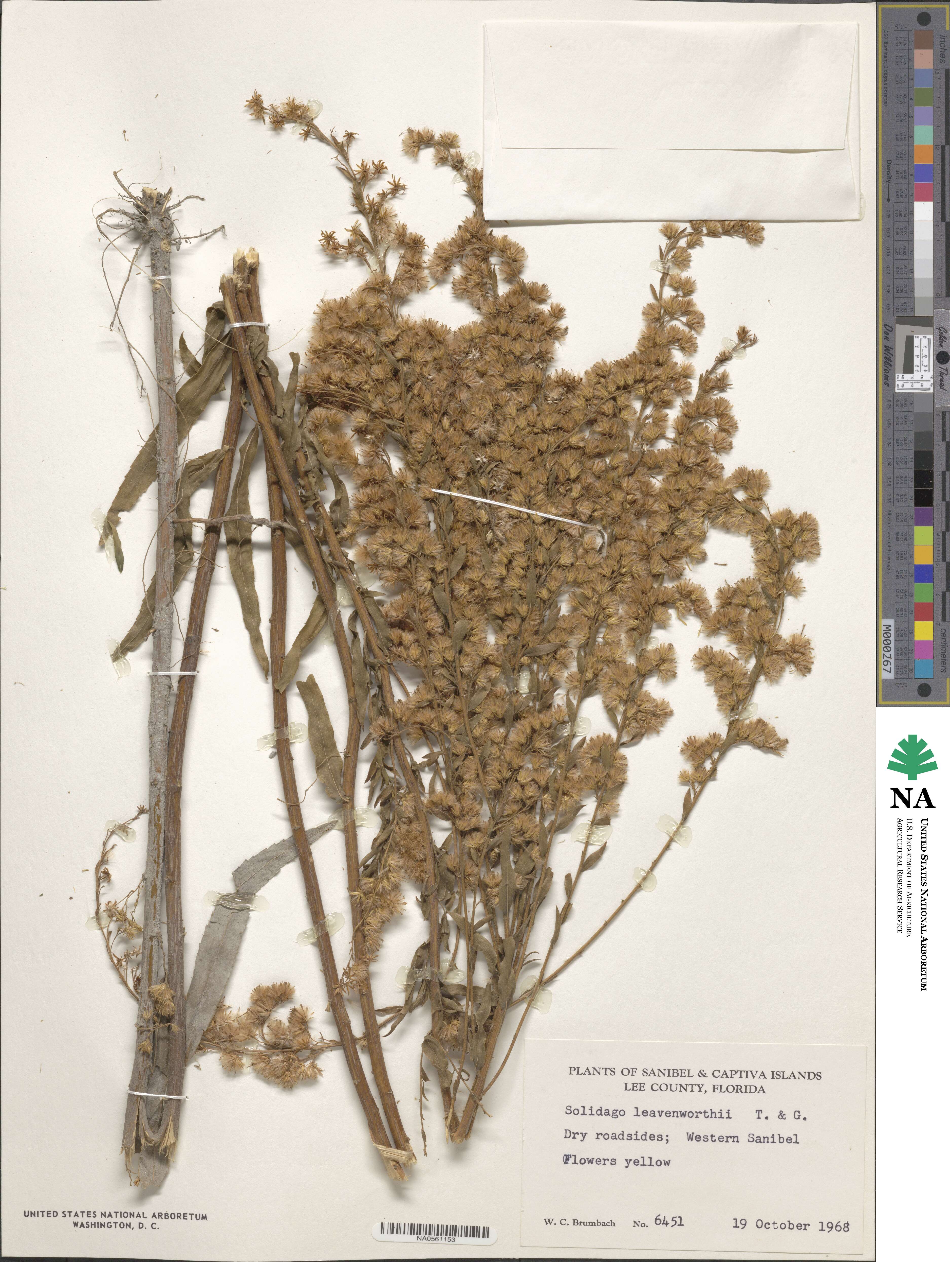 Solidago leavenworthii image