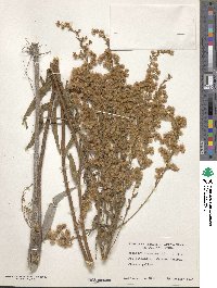 Solidago leavenworthii image