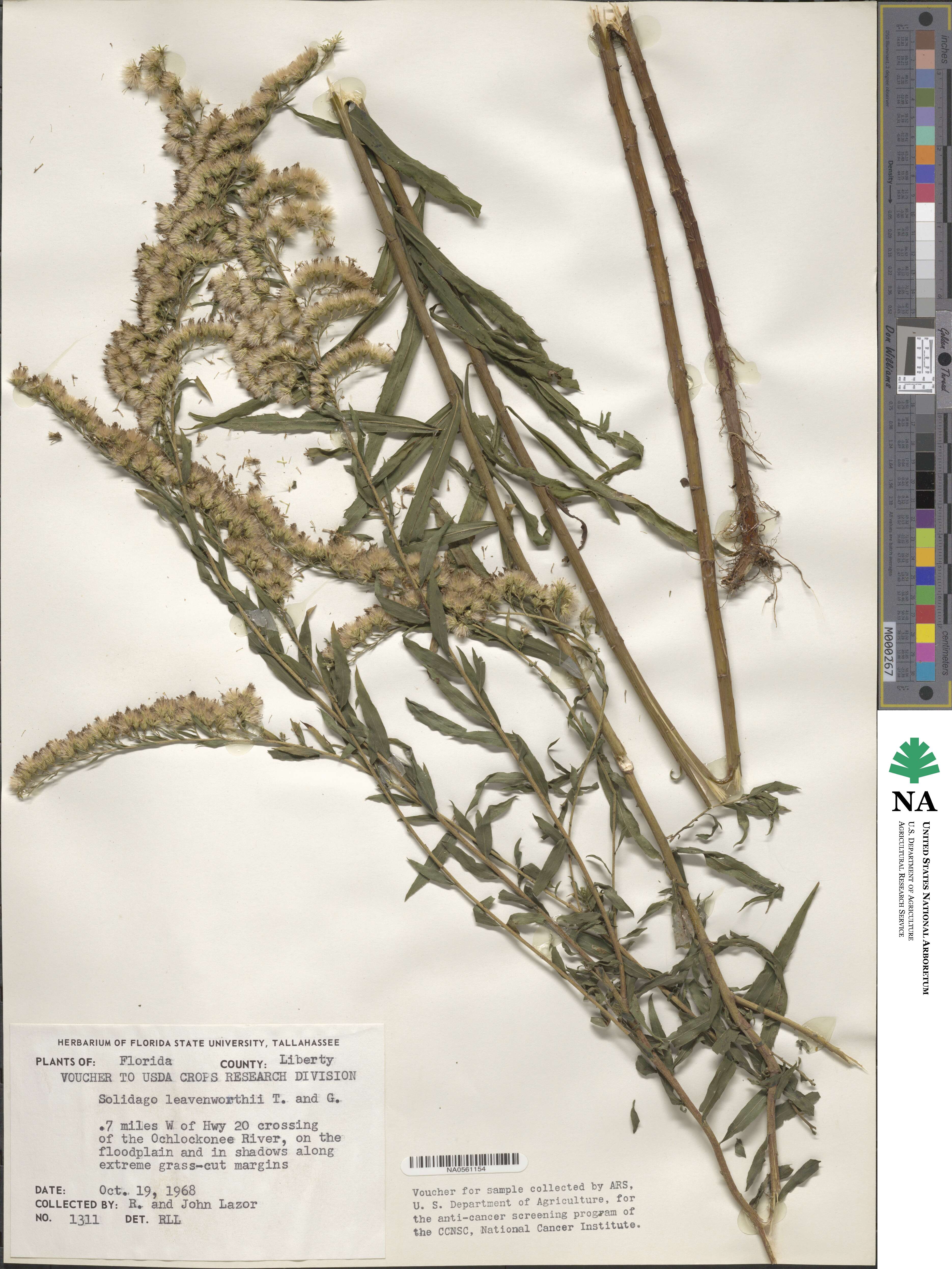 Solidago leavenworthii image