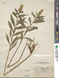 Solidago lepida image