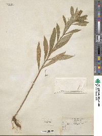 Solidago lepida image