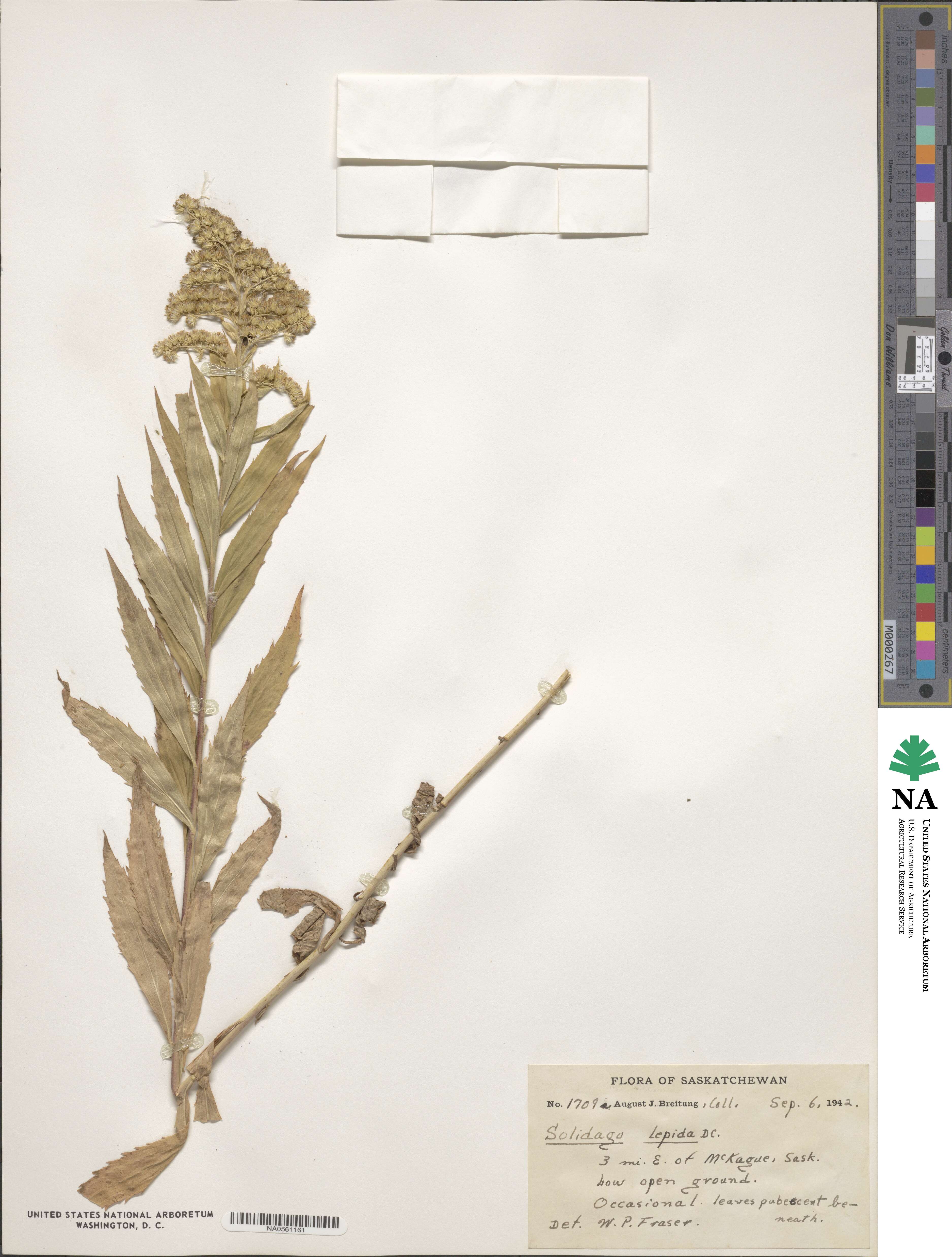 Solidago lepida image