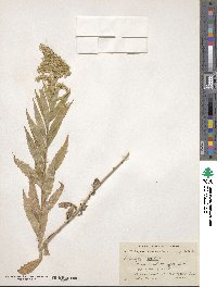 Solidago lepida image